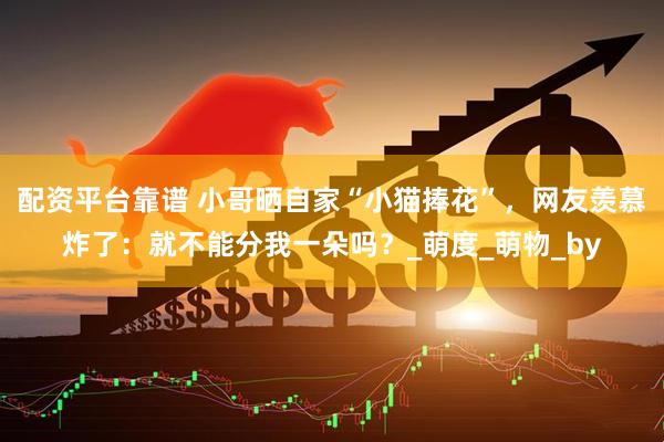 配资平台靠谱 小哥晒自家“小猫捧花”，网友羡慕炸了：就不能分我一朵吗？_萌度_萌物_by